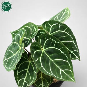 Anthurium Crystallinum Rare Uniqe Plant