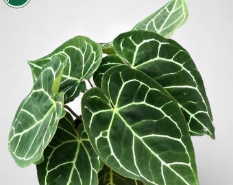 アンスリウム プテロダクティル 斑入り 希少 ユニーク 植物 - Etsy 日本