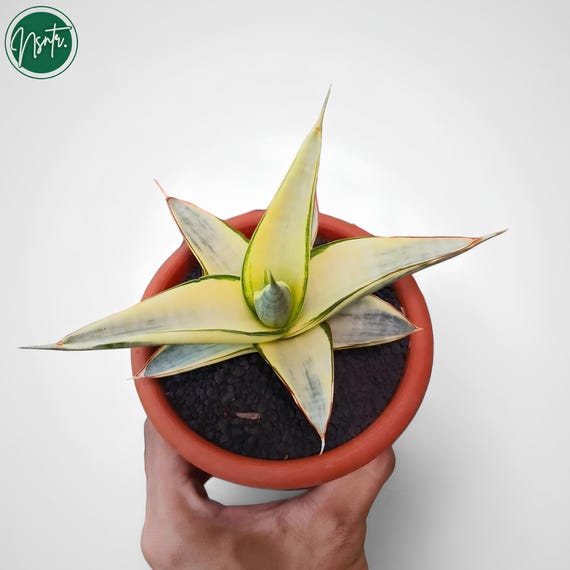 Sansevieria Ferro Variegated Rare Uniqe Snake Plant - Etsy