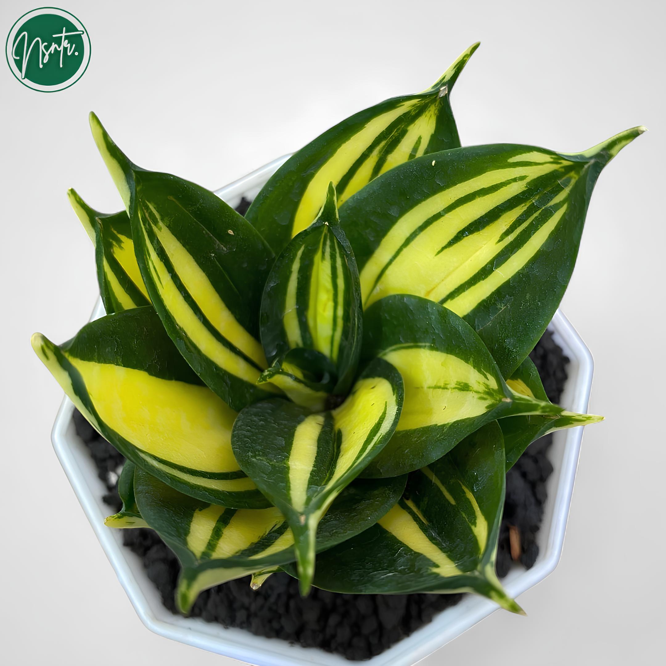 サンスベリア サイアムタワー 斑入りの珍しいユニークなヘビ植物