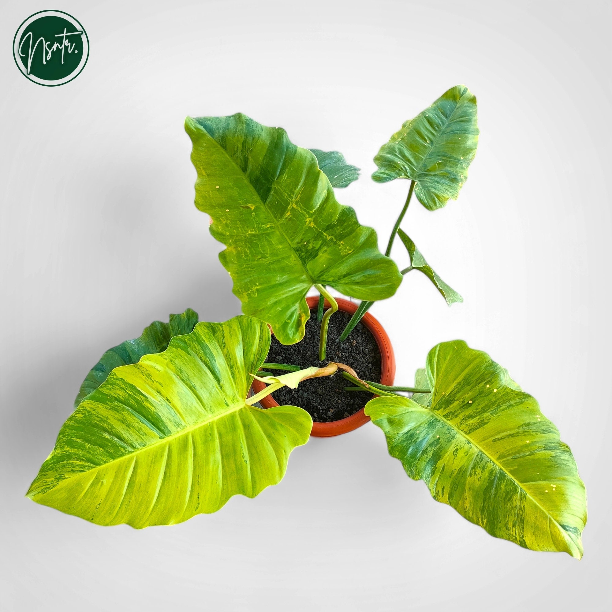 フィロデンドロン ジャングル フィーバー 斑入り 成熟したリアル