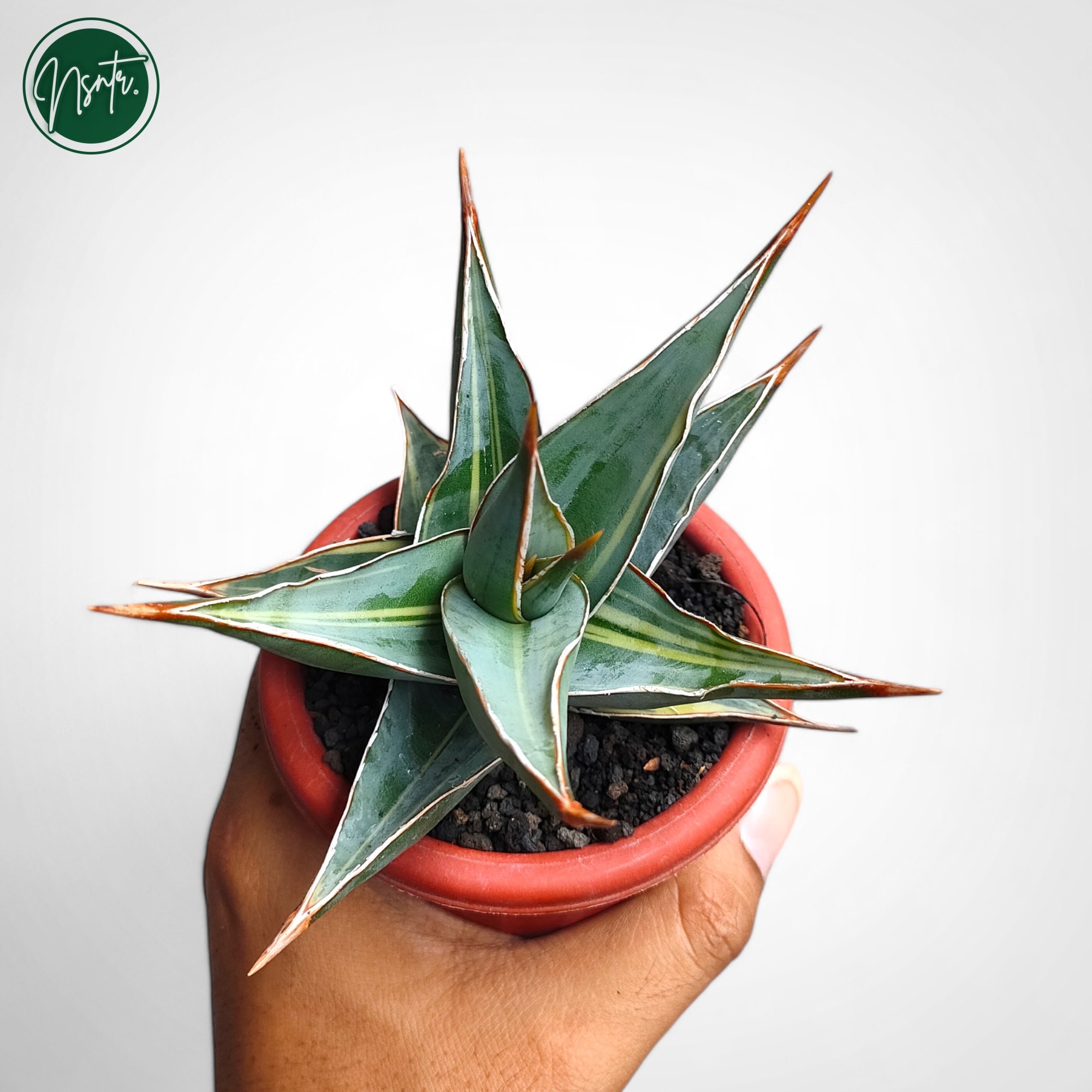 専用　Sansevieria pinguicula Longifoli 専用 Sansevieria pinguicula Longifoli Sansevieria pinguicula