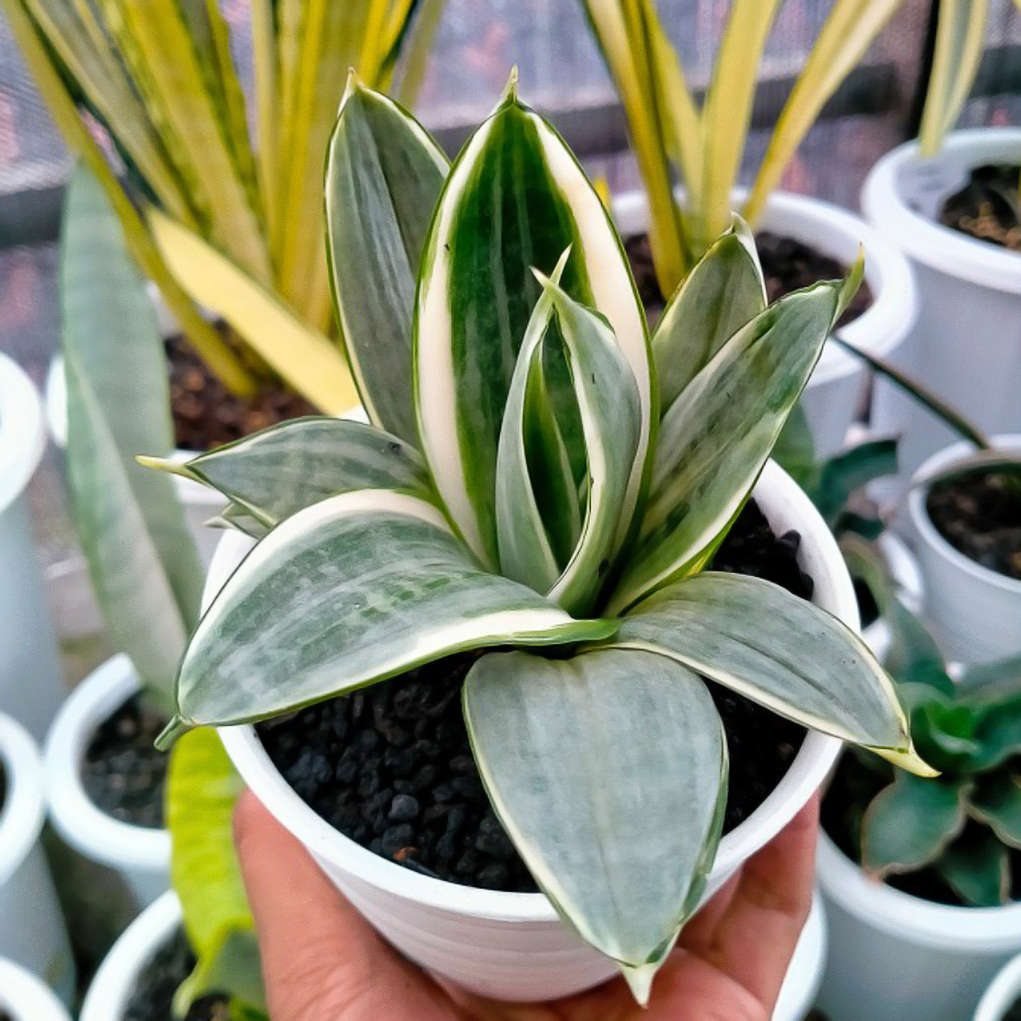Sansevieria Silver Frost Rare Uniqe Snake Plant - Etsy