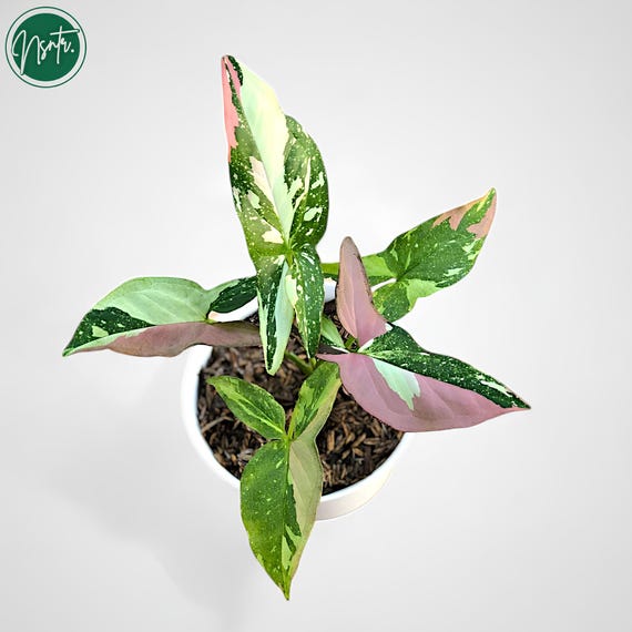 (レア)シンゴニウム・コンフェッティ・トリコロール&レッドスポット トリコロール シンゴニウム レッドスポット トリコロール 斑入り 珍しいユニークな