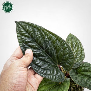 Anthurium Luxurian Hybrid Rare Uniqe Plant