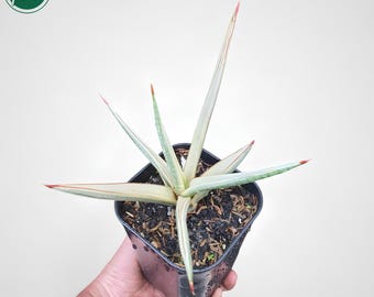 Sansevieria Royal Crown White Variegated Rare Exotic Snake Plant