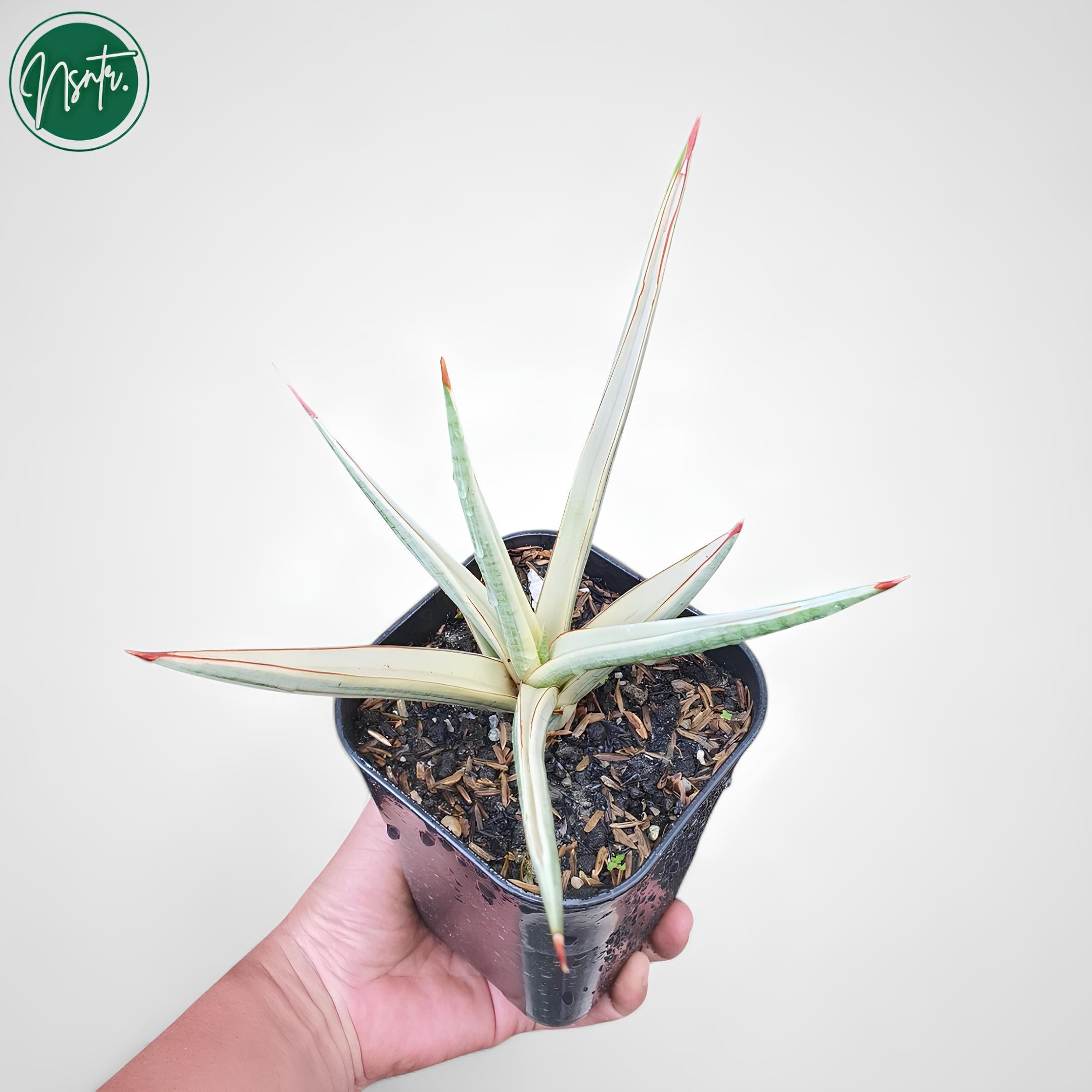 サンセベリア ロイヤルクラウン ホワイト 斑入り 希少 ユニーク