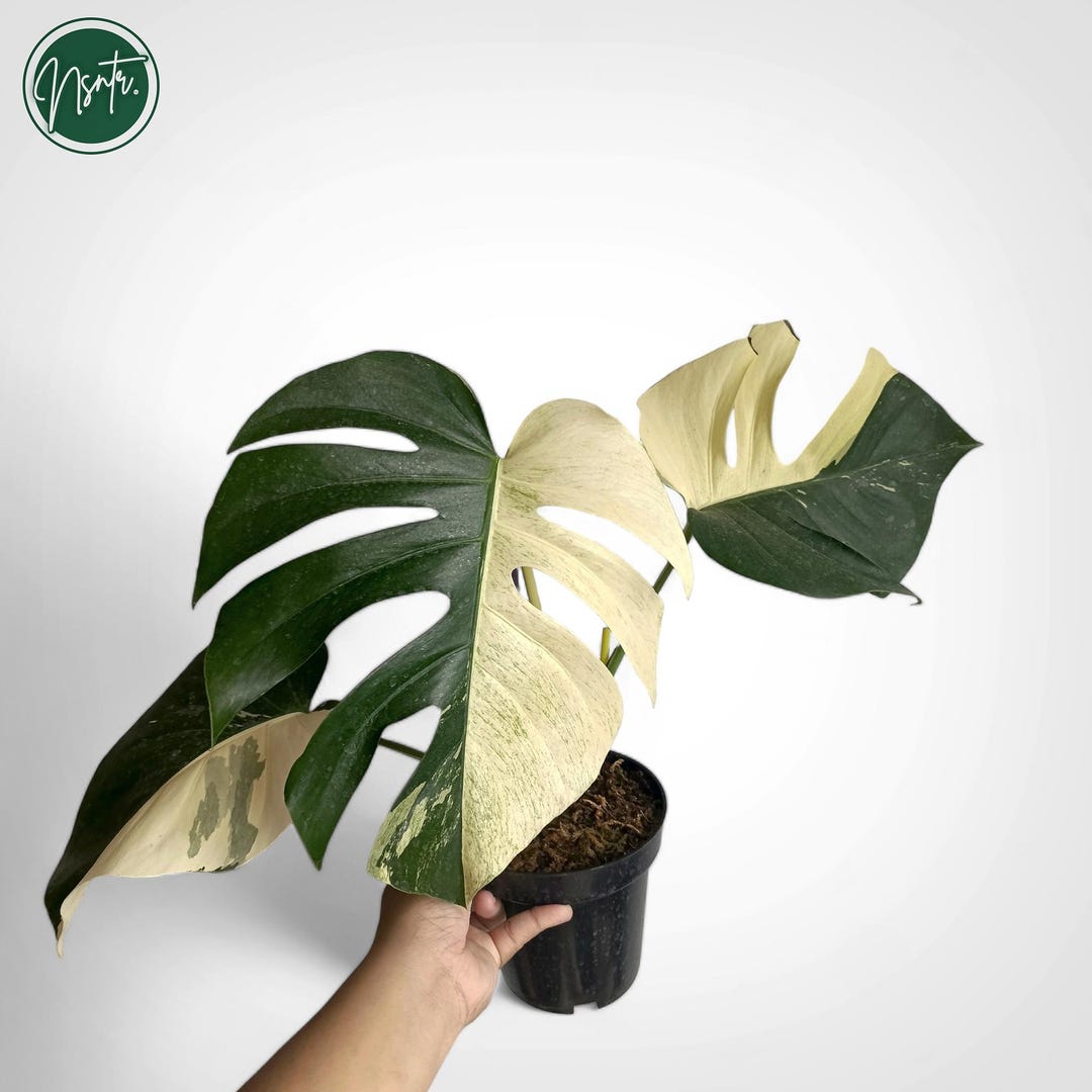 Monstera Mint Variegated Rare Exotic Jungle Plant - Etsy