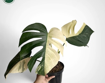 Monstera muntbonte zeldzame exotische jungleplant