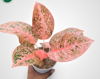 アグラオネマ レッド スマトラの珍しいユニークな植物 - Etsy 日本