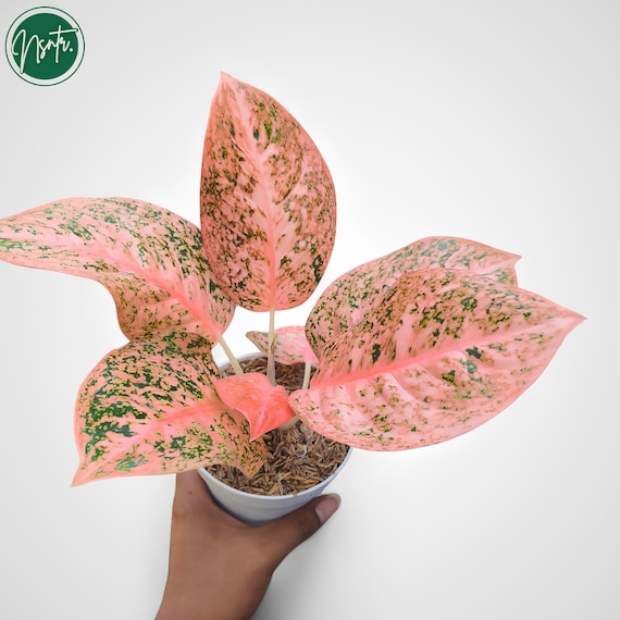 Aglaonema Stardust Orange Rare Uniqe Plant - Etsy