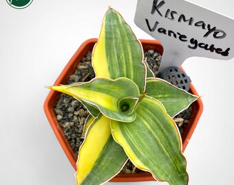 Sansevieria Kismayo Variegated Uniqe Snake Plant