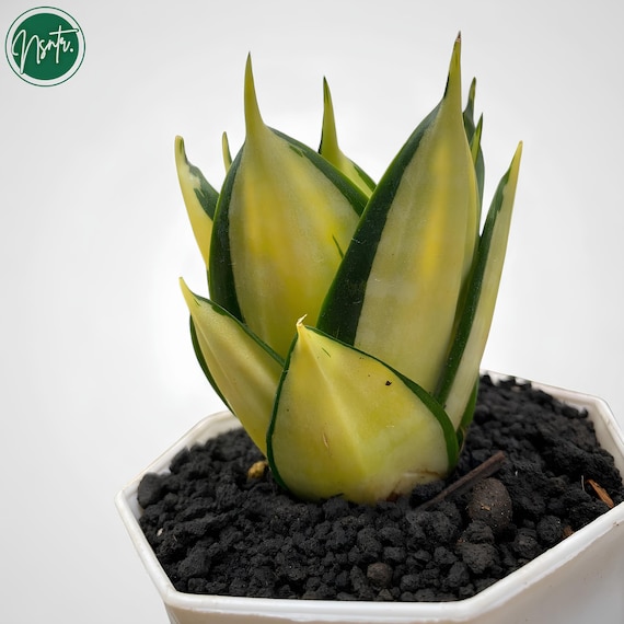 サンスベリア サイアムタワー 斑入りの珍しいユニークなヘビ植物