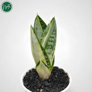 以下が含まれることがあります： 緑と白の斑入りの葉を持つ鉢植えのサンスベリア。植物は、暗く質感のある土で満たされた白い鉢に入っています。画像は白い背景に対して設定されています。緑色の円形のロゴが左上隅にあります。