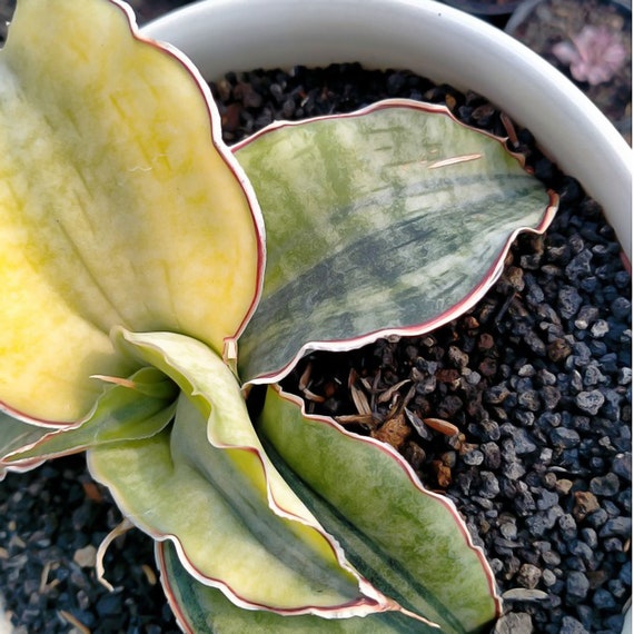Sansevieria Bhitalae Silver Blue Variegated Rare Uniqe Snake Plant - Etsy  Canada