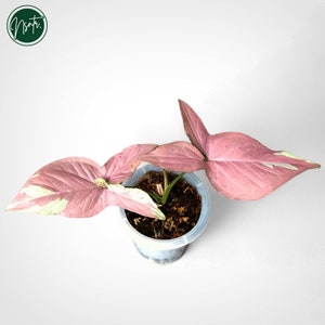 Syngonium Strawberry Milk Variegated Rare Uniqe Plant