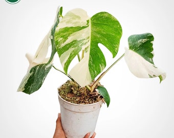 Monstera White Tiger Variegated Rare Plant