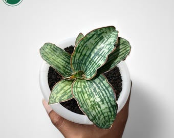 Sansevieria Cleopatra Rare Uniqe Snake Plant