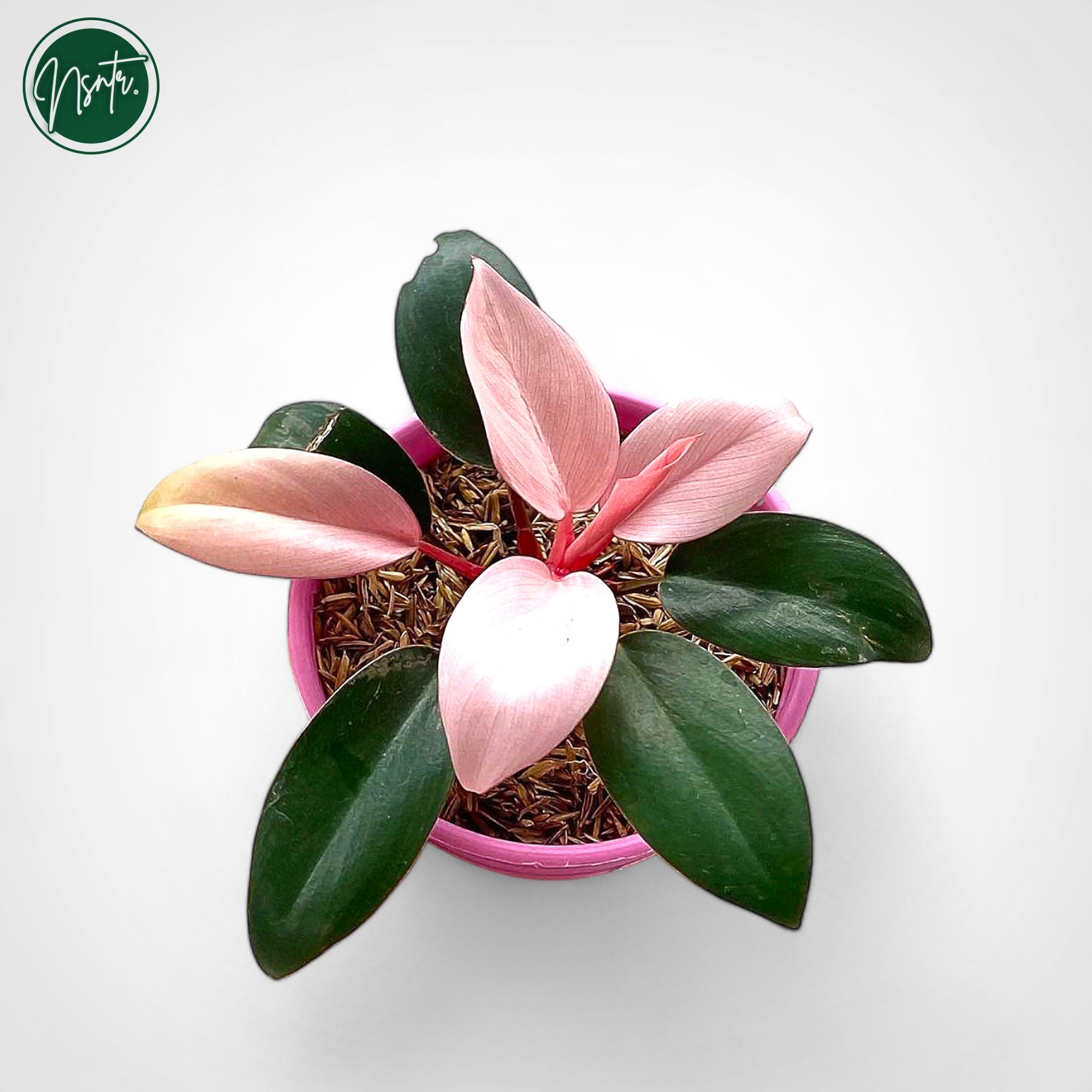 Philodendron Pink Congo Rare Uniqe Plant - Etsy