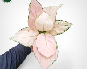 Aglaonema Cream Anja Rare Uniqe Plant