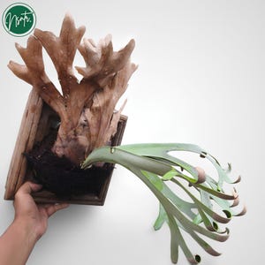 Op de afbeelding: Een geweihert met grote, gewei-achtige bladeren, gemonteerd op een houten plank. De groene bladeren contrasteren met de bruine, gedroogde bladeren. Een uniek decoratief item.
