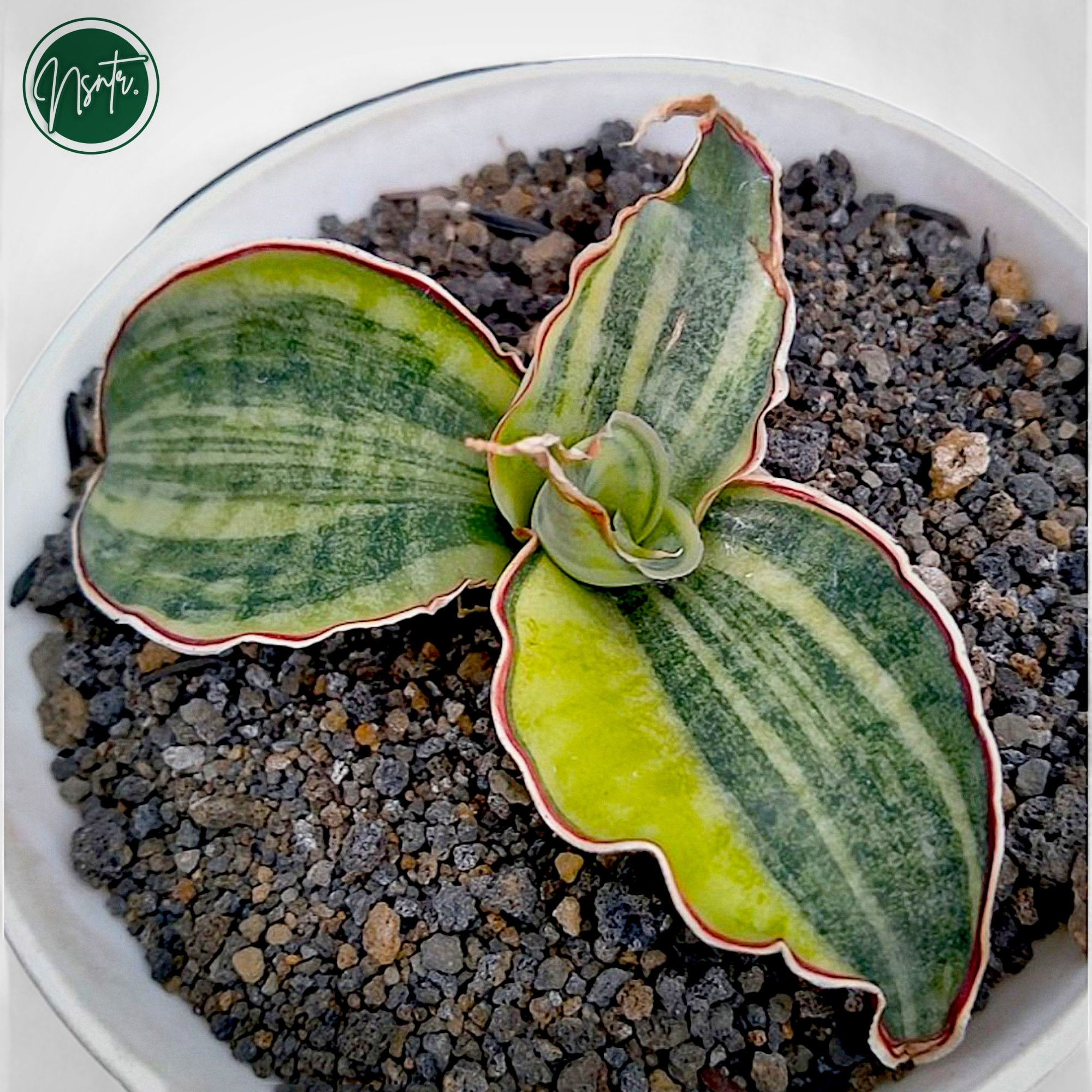 Sansevieria Silver Blue Variegated Rare Uniqe Snake Plant - Etsy