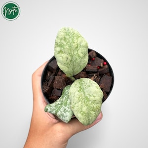 Op de afbeelding: Een kleine plant in een pot met bonte bladeren. De bladeren zijn lichtgroen met witte vlekken. De plant staat in een zwarte pot met bruine en rode mulch.