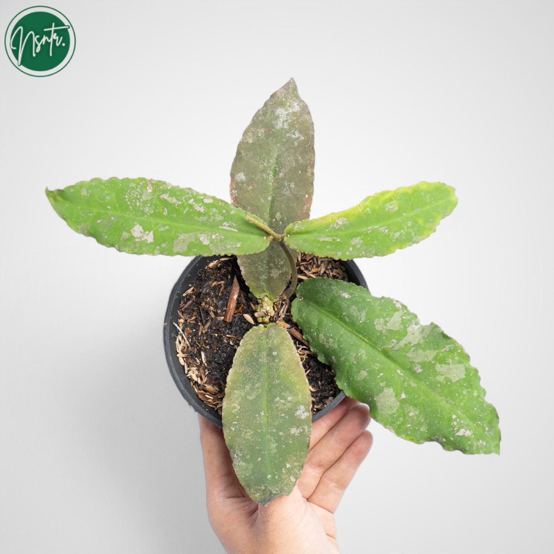 Hoya ＊ ホヤ ＊ Sulawesiana ＊ スラウェシアナ ＊つぼみ付き