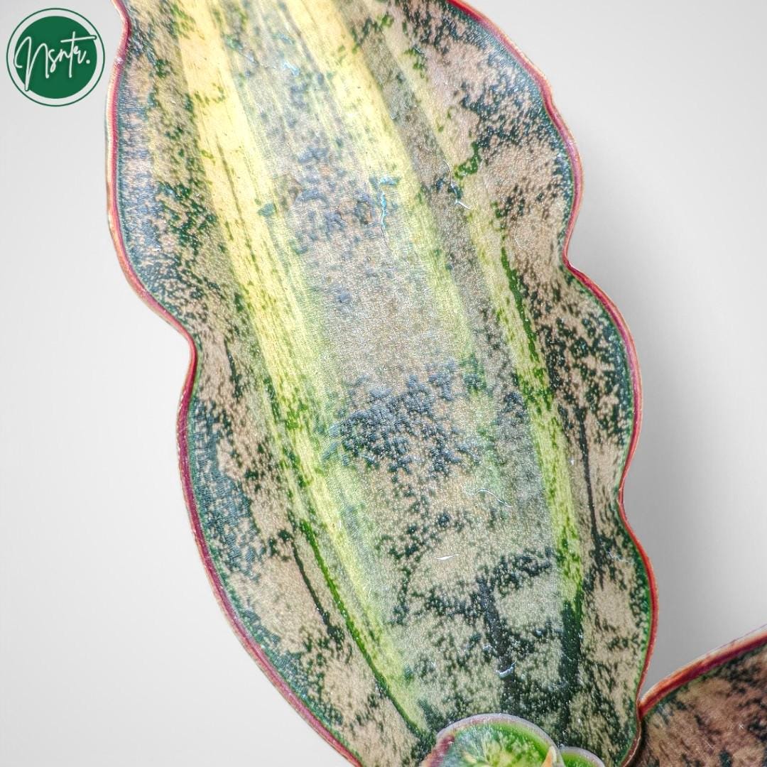 うみ◆ヘキサゴンフラワーカービング・カーネリアン×スキャポライト×あこや Sansevieria Kirkii Brown Variegated Rare Uniqe Snake Plant - Etsy