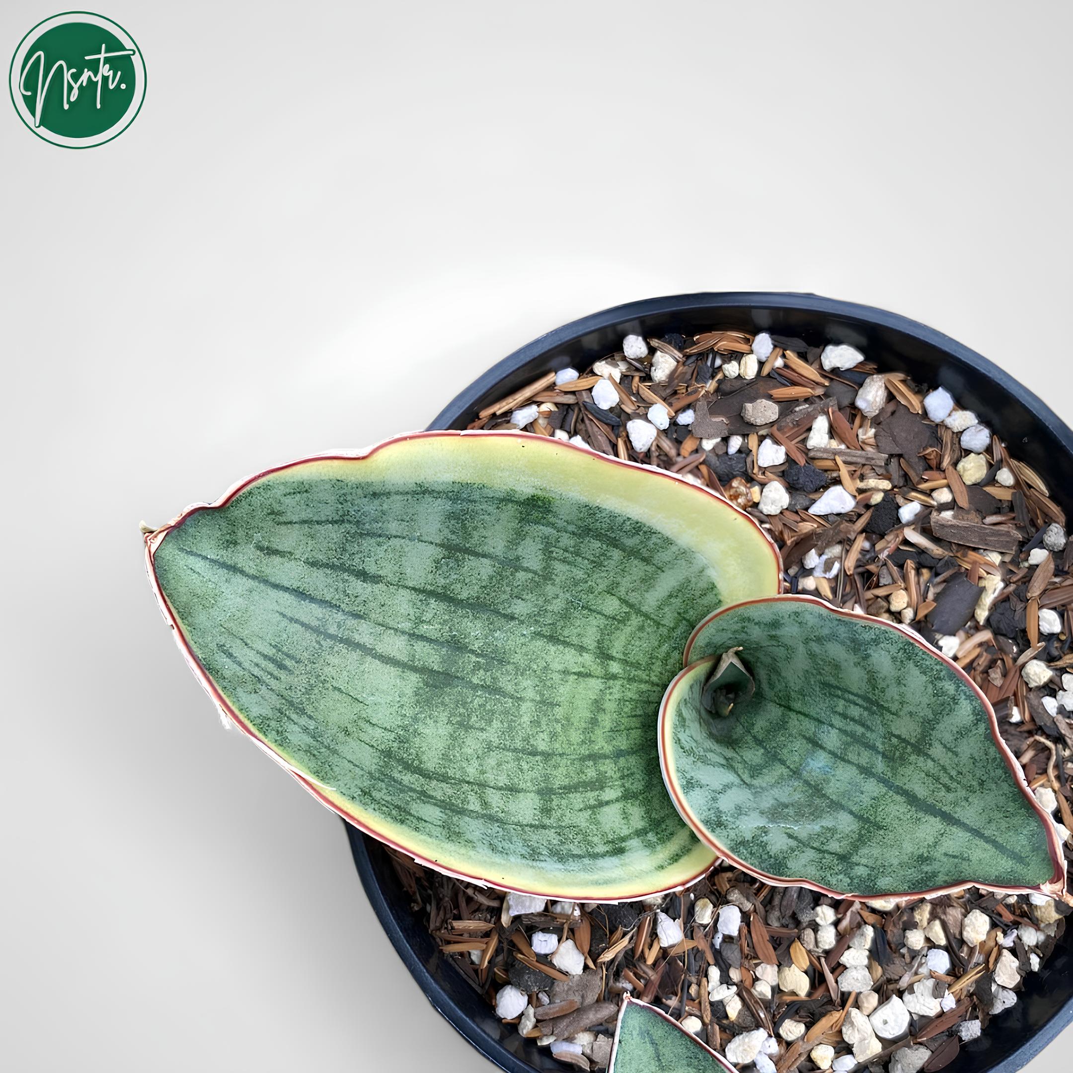 Sansevieria Dragon Compacta Variegated Uniqe Form Snake Plant - Etsy