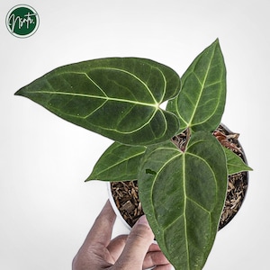 Anthurium Papilaminum Rare Uniqe Plant