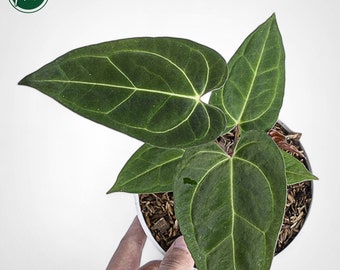 Anthurium Modeanum Rare Exotic Ornamental Plant - Etsy