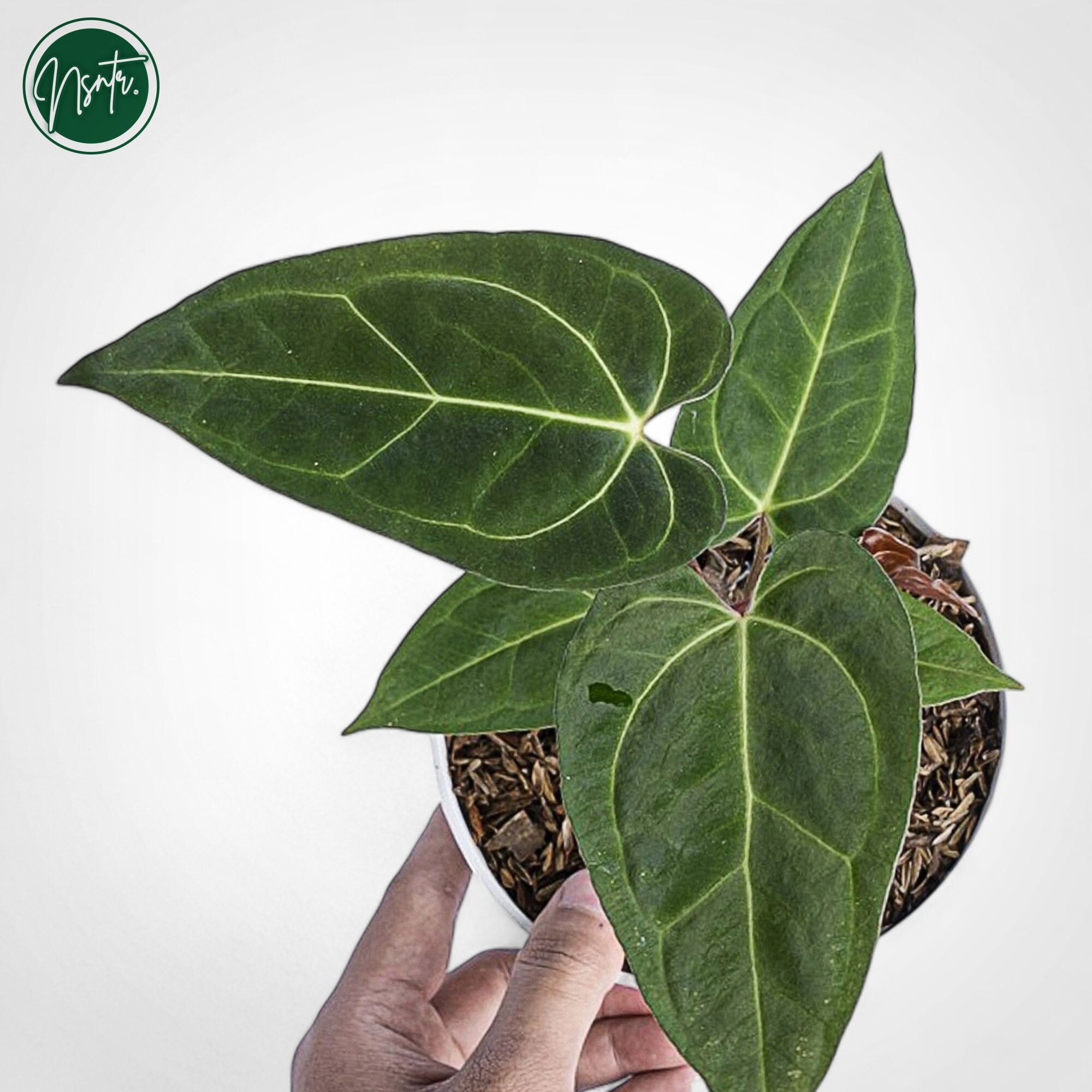 Anthurium dressleri - Etsy 日本