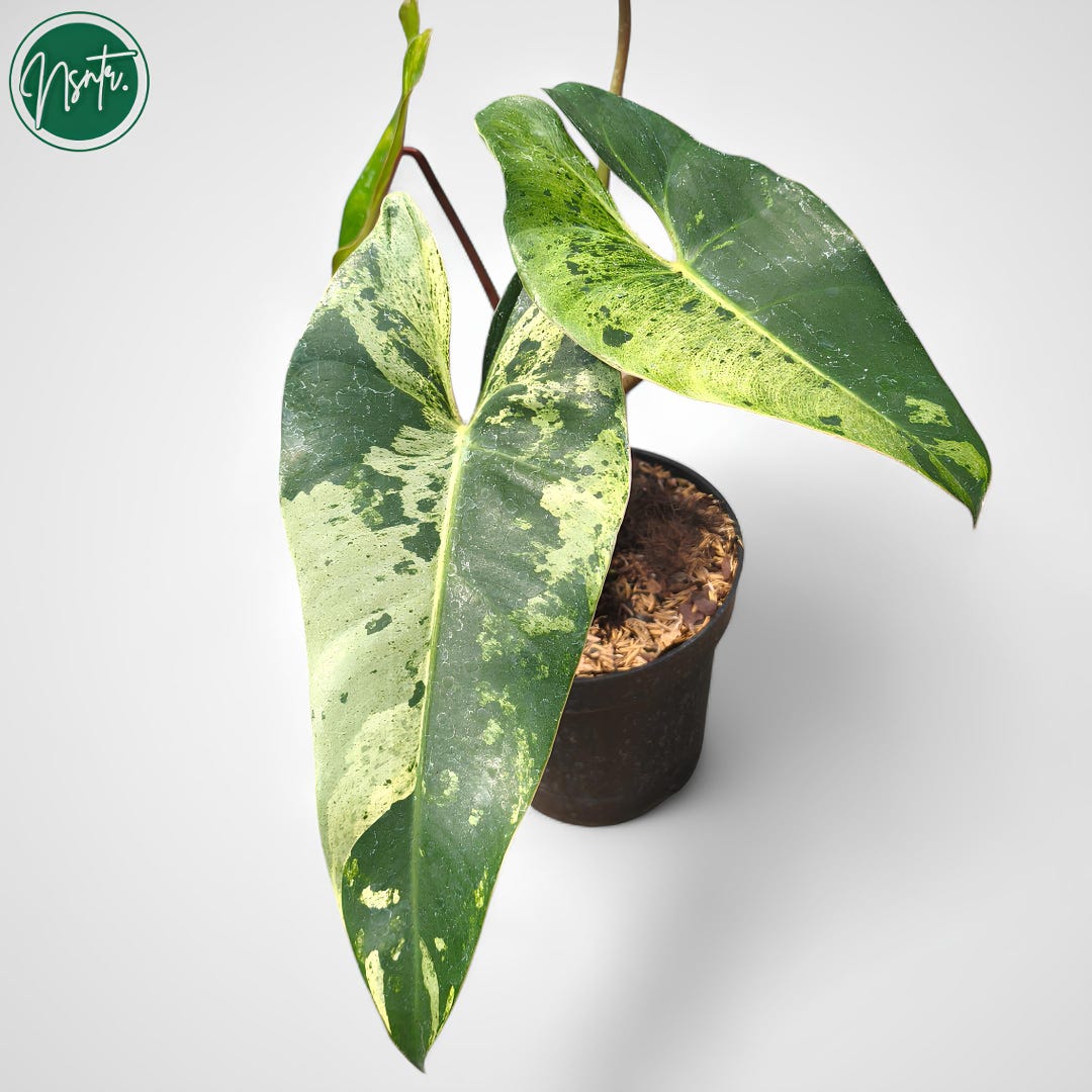 monstera schatten oder sonne Monstera deliciosa 'Thai Constellation'