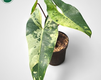 Philodendron Ilsemanii Variegated Rare Uniqe Plant
