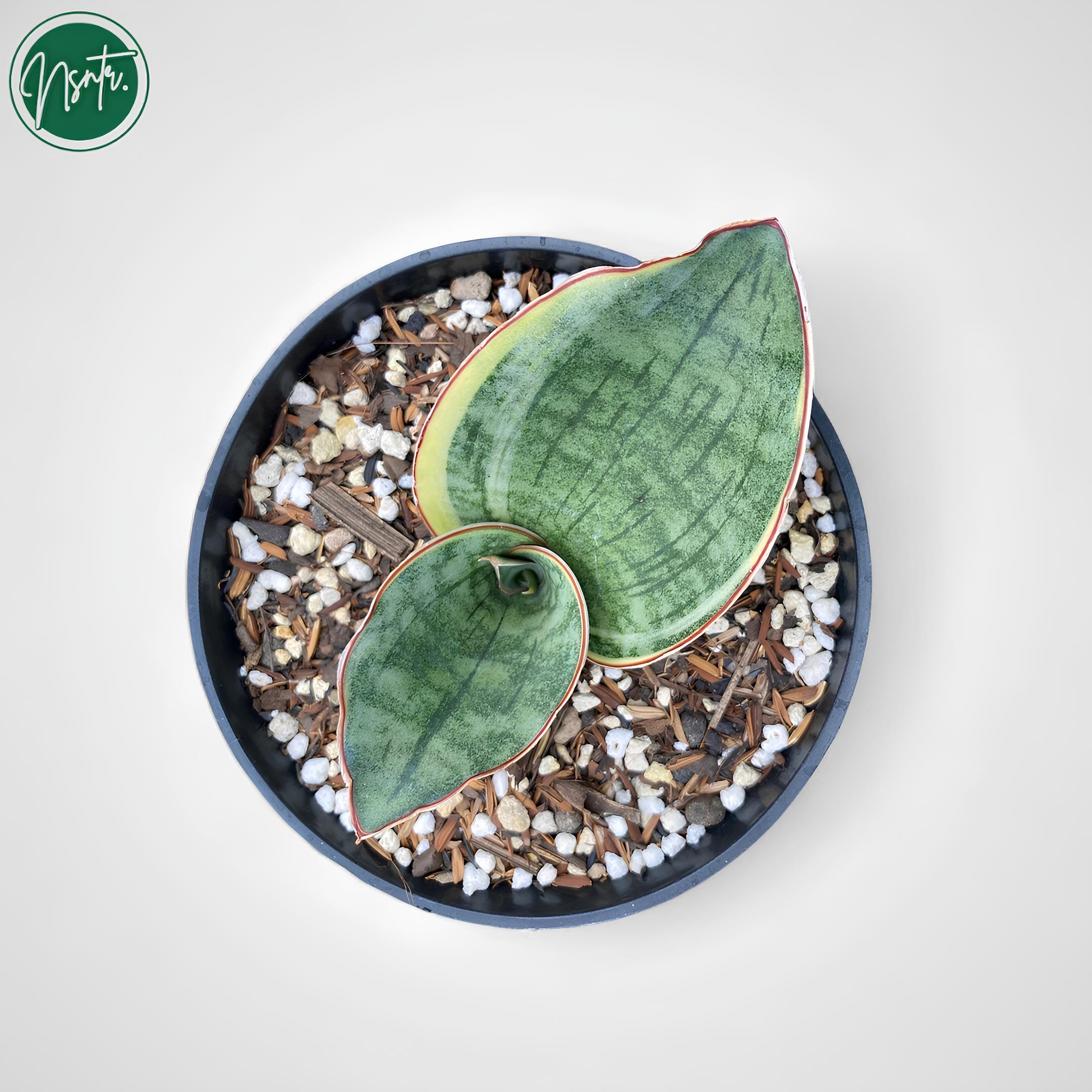 サンスベリア Sansevieria Dragon Blue v B Sansevieria Dragon Compacta Variegated Uniqe Form Snake Plant - Etsy
