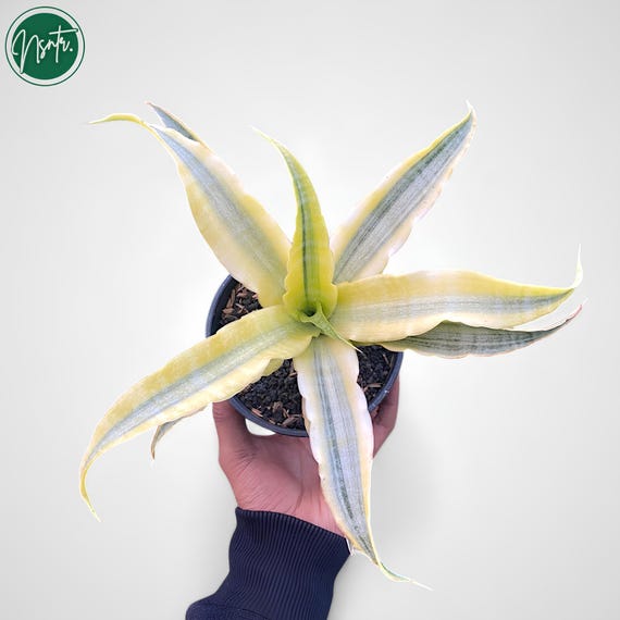 Sansevieria Hybrid Nalika Variegated Rare Uniqe Snake Plant - Etsy