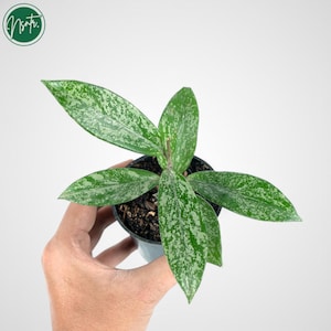 Hoya Pubicalyx Splash 珍しいユニークなジャングル植物