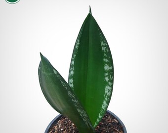 Sansevieria Whitney Rare Uniqe Snake Plant