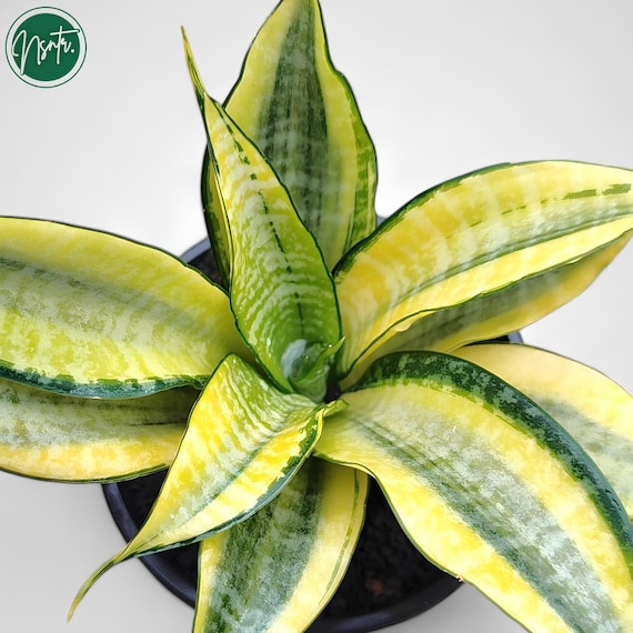 Sansevieria \