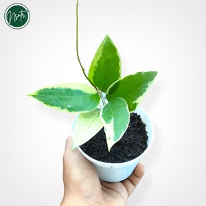Hoya Verticillata Sp Panglay Rare Uniqe Jungle Plant