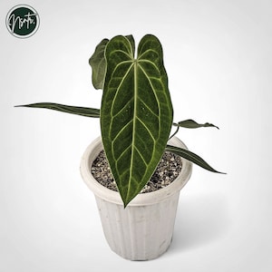 huge agave plant Agave Huasteca Giant main image 1