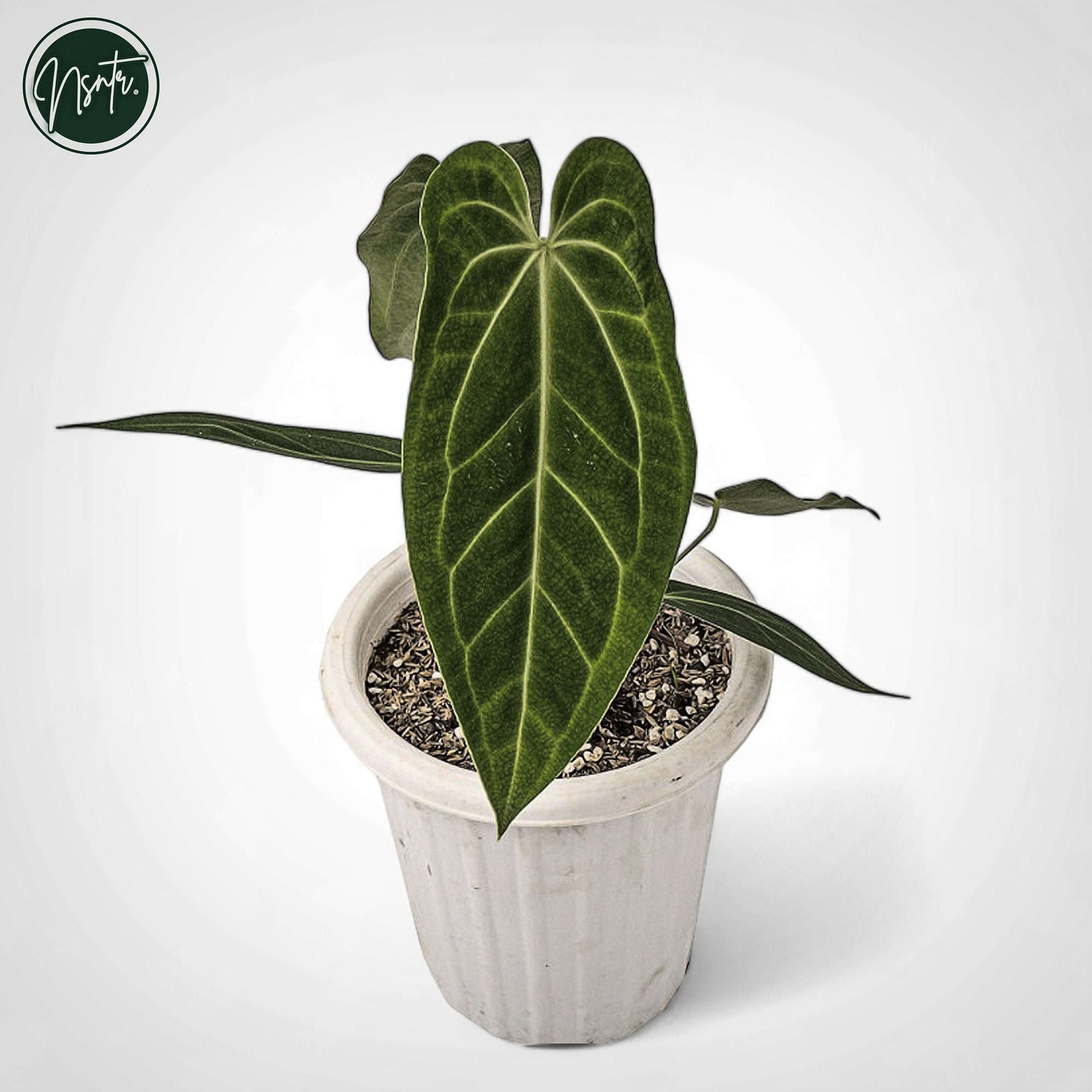 アンスリウム　ゴリアテ xパピリラミナム Anthurium papillilaminum - Etsy 日本