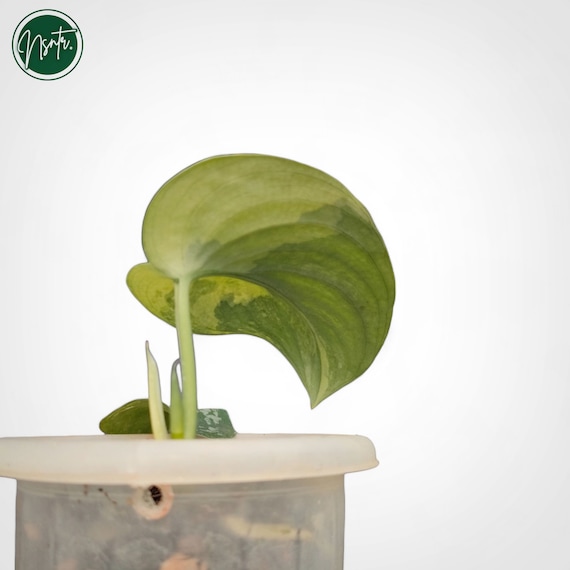 Scindapsus Bakudapati Variegated Rare Uniqe Plant - Etsy Israel