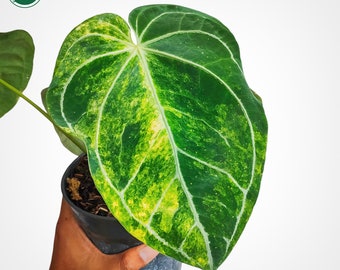 Anthurium Magnificum Variegated Mature Big Size Rare Uniqe Plant