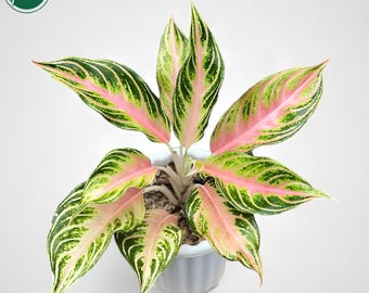 Aglaoneema Pink Sunset seltene Uniqe Pflanze