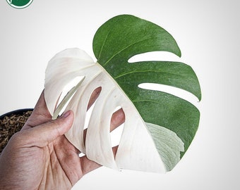 Monstera Halfmoon Albo Variegated Cutting Rare Uniqe Plant