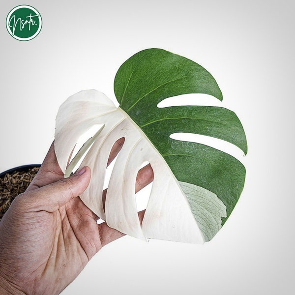 Monstera Halfmoon Albo Variegated Cutting Rare Uniqe Plant