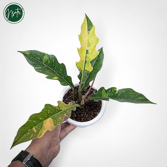 saatgut für anfänger Saatgut-Set Sonnenblumen online Gartenpflanze kaufen main image 0