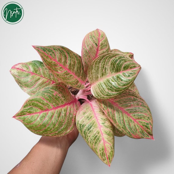 Aglaonema Hughes Rare Uniqe Ornamental Plant - Etsy